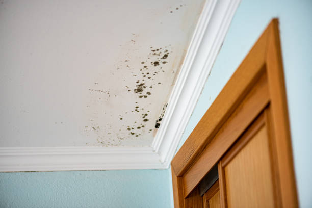 Home Mold Removal in Pearl, MS