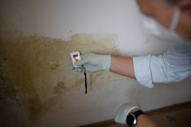 Trusted Pearl, MS Mold Removal Experts
