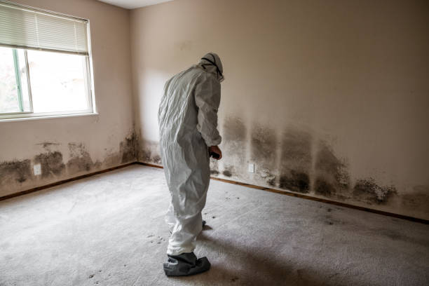 Best Mold Damage Repair  in Pearl, MS