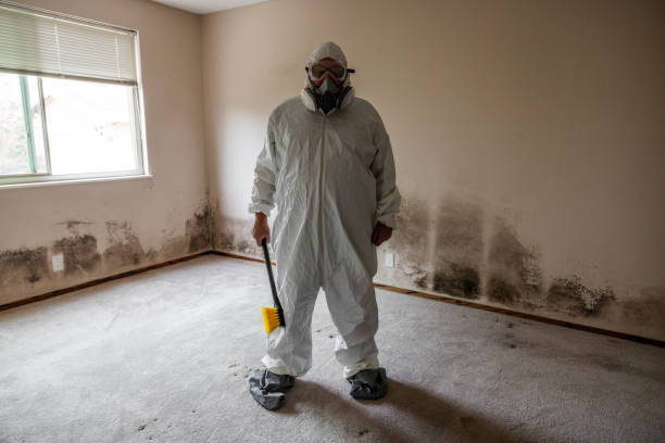 Attic Mold Removal in Pearl, MS