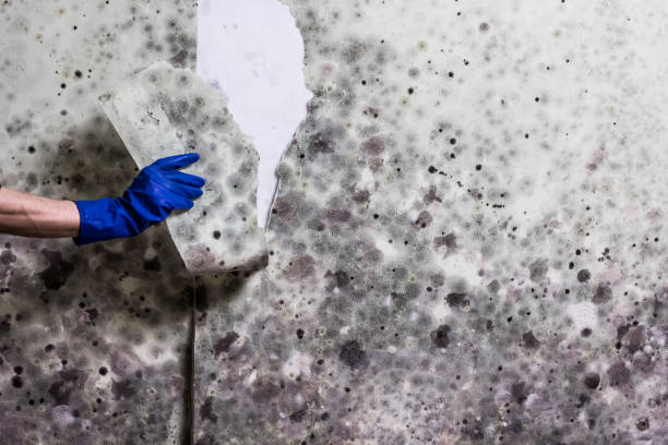 Best Office Mold Removal Services  in Pearl, MS